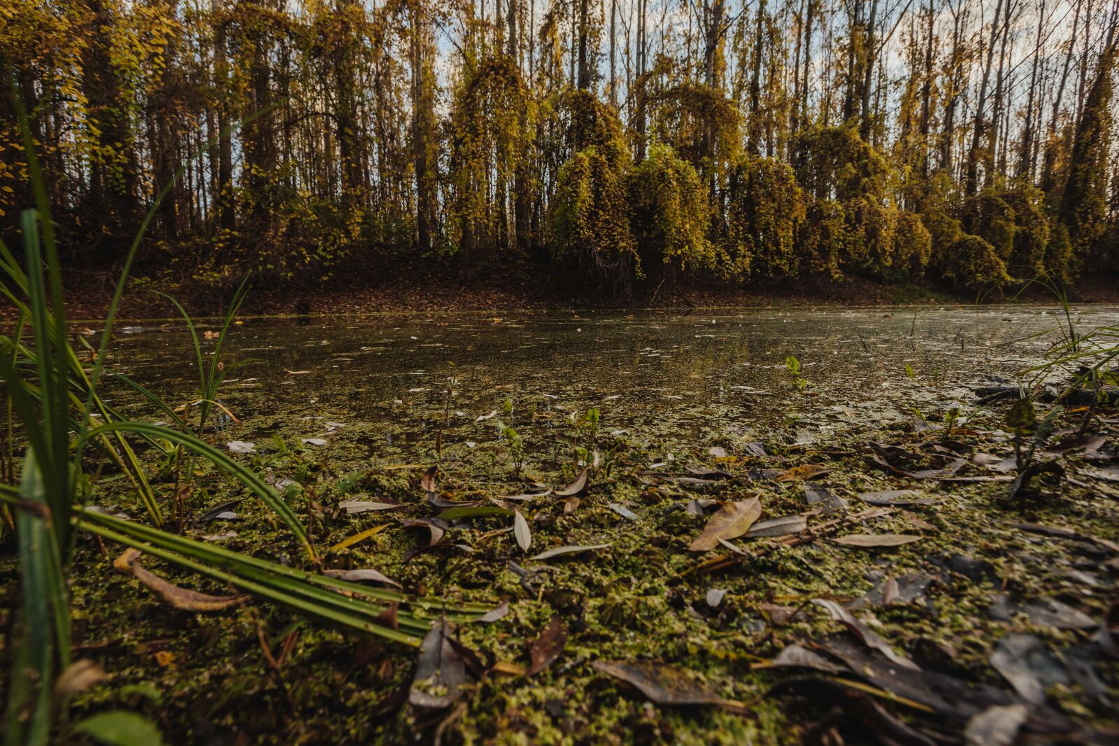 Canon EF 16-35mm F2.8L II USM sample photo. Water, swamp, wetland, land photography