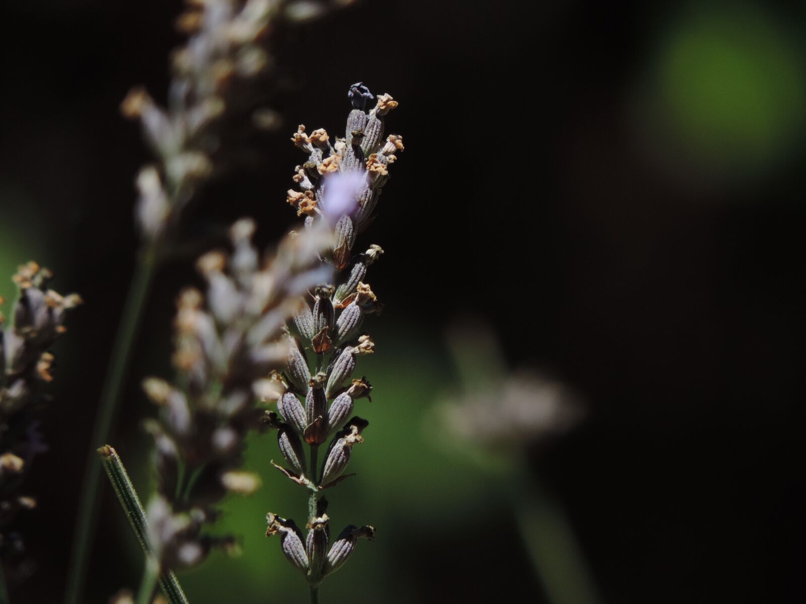 Nikon Coolpix P520 sample photo. English lavender, peddle, bees photography