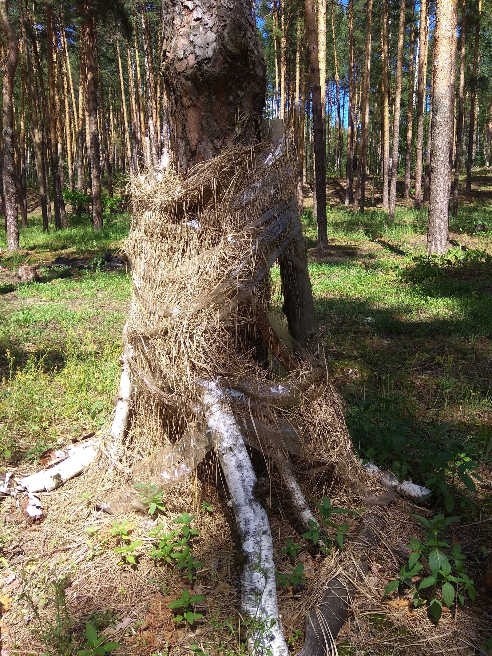 Xiaomi Redmi Note 4 sample photo. Forest, handsomely, hut photography