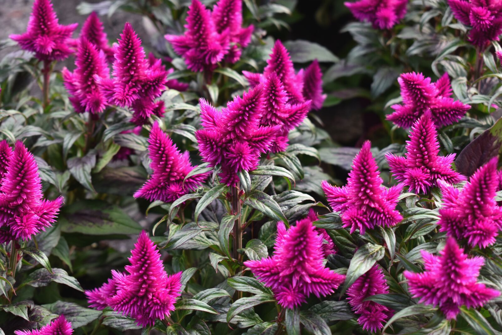 Nikon D5600 sample photo. Plants, flowers, flora photography
