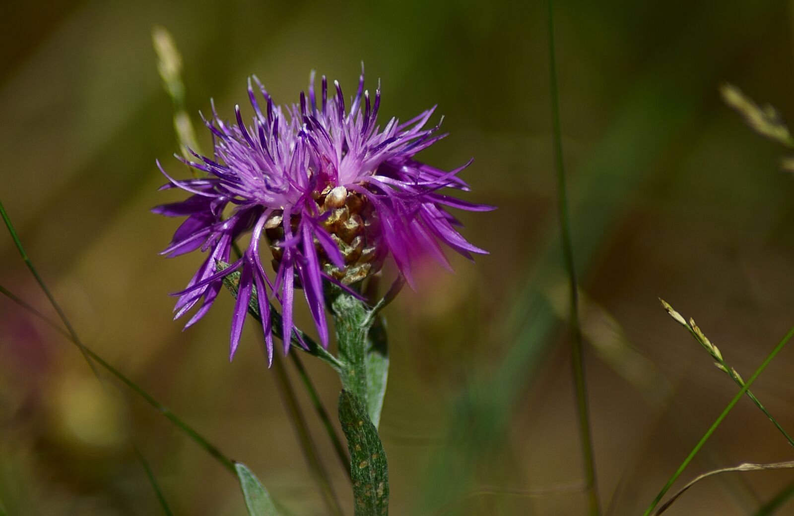 Nikon D3300 sample photo. Wild flower, forest, pink photography
