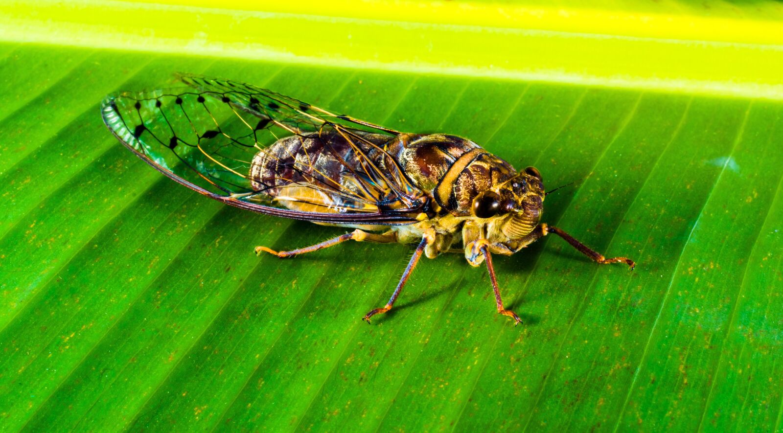 Nikon D5200 sample photo. Insect, new insect, whopper photography