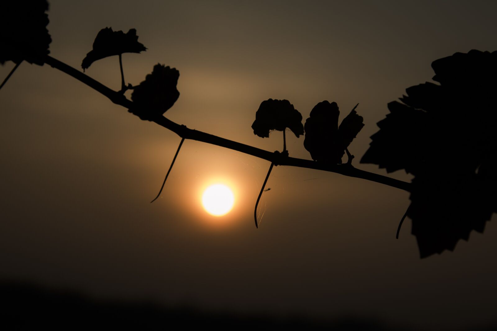 Nikon D7100 sample photo. Sun, sky, leaves photography