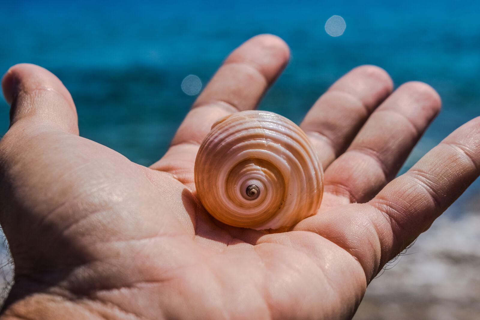 Nikon D3300 sample photo. Hand, shell, sea photography