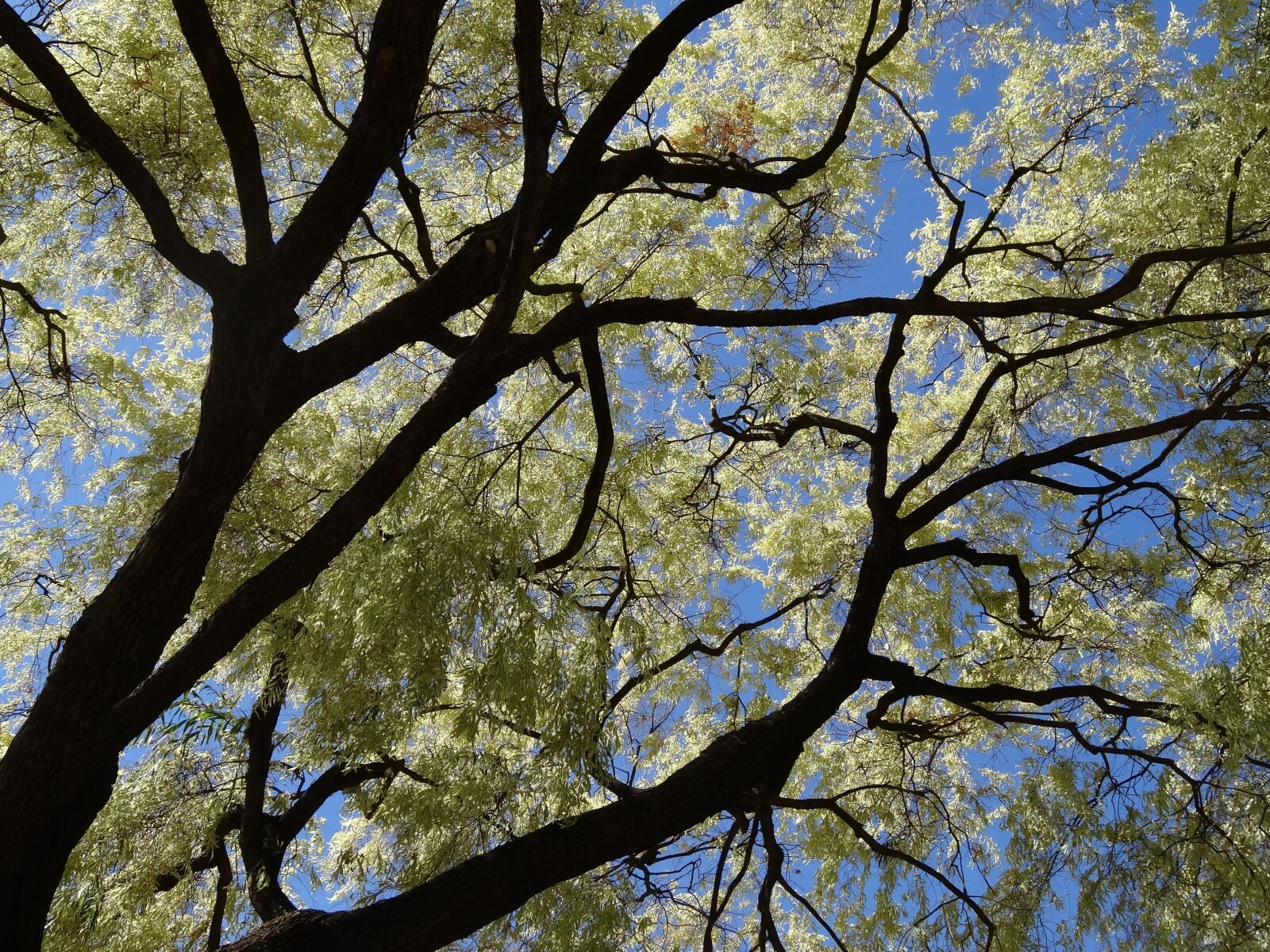 Sony Cyber-shot DSC-HX20V sample photo. Tree, australia, nature photography