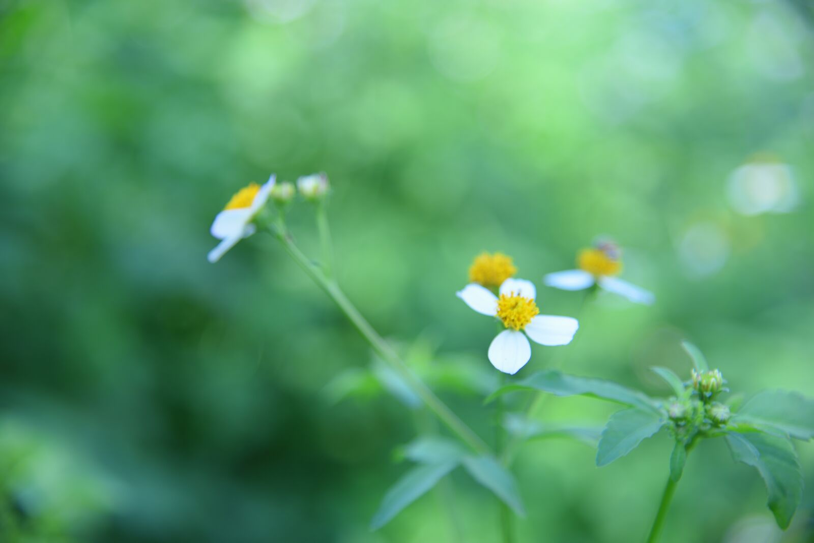 Nikon D750 sample photo. Flower, daisy, bidens pilosa photography