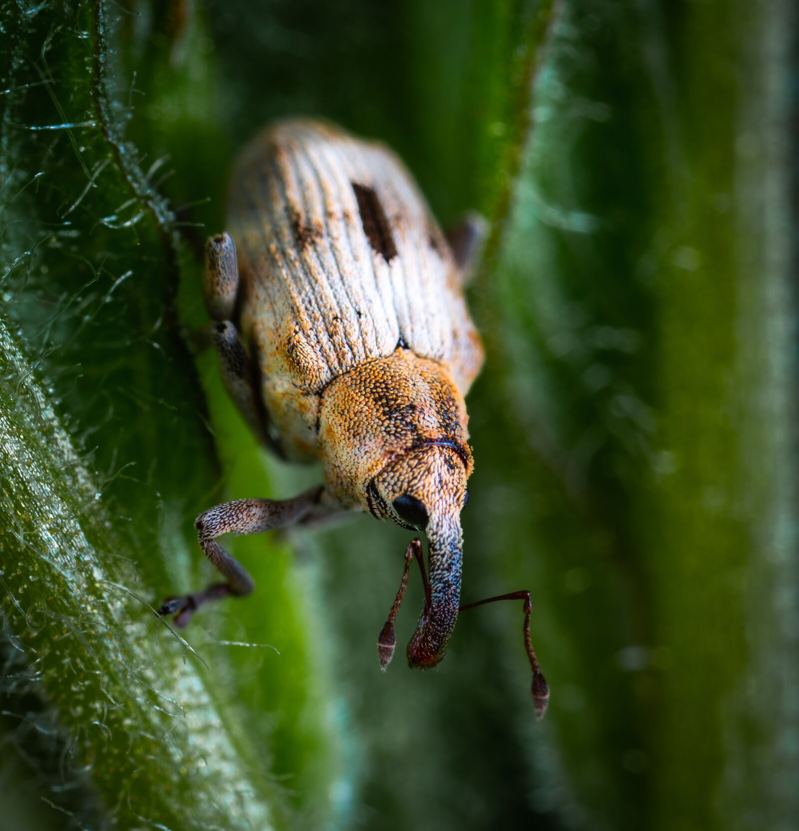 Sony a7R II sample photo. Beetle, insect, coleoptera photography