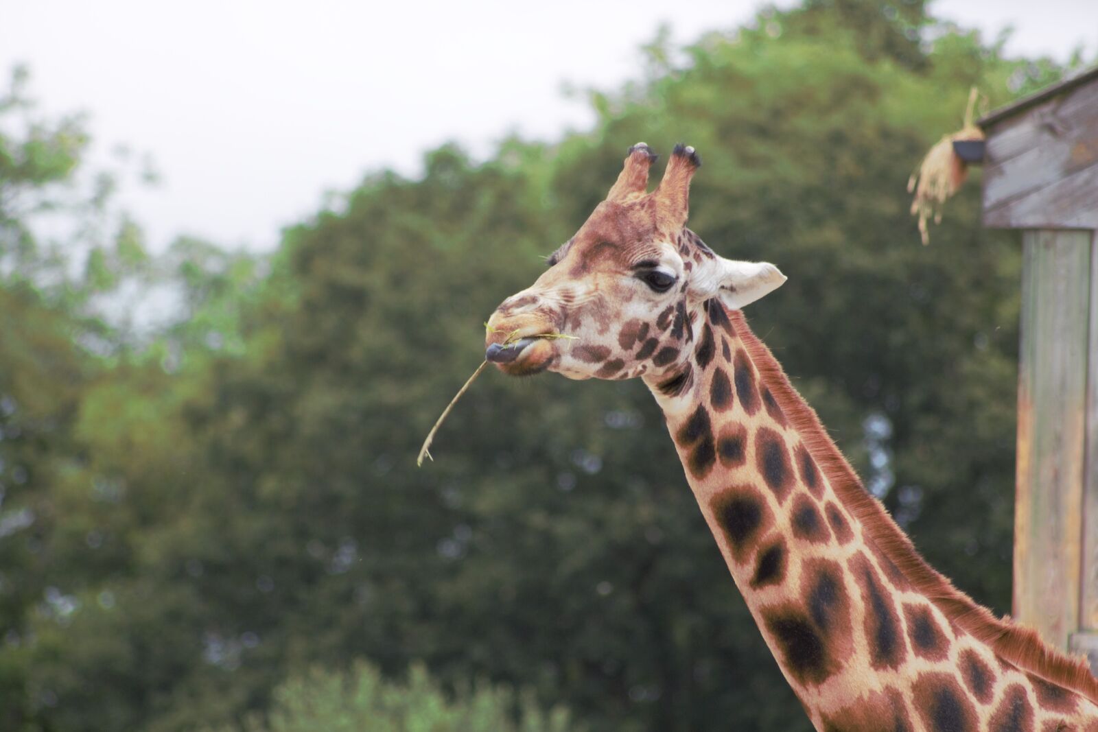 Canon EOS 700D (EOS Rebel T5i / EOS Kiss X7i) sample photo. Zoo, patton, eating photography