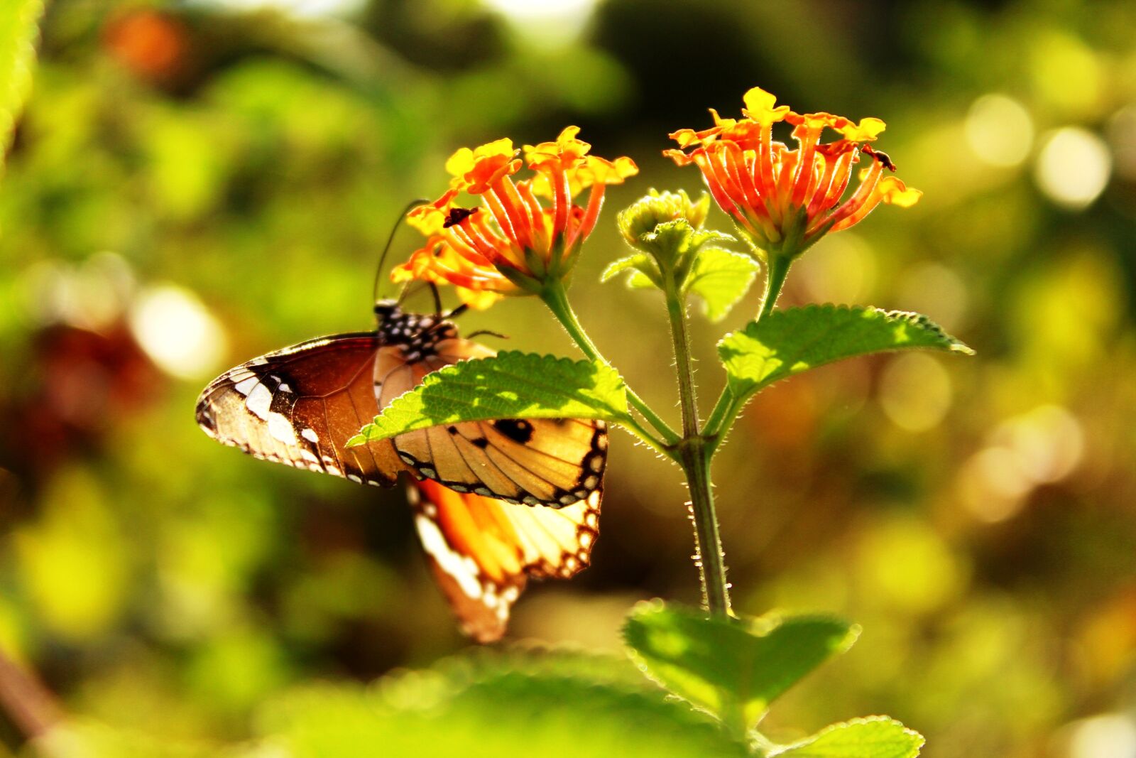 Canon EOS 1300D (EOS Rebel T6 / EOS Kiss X80) sample photo. Butterfly, animal, nature photography