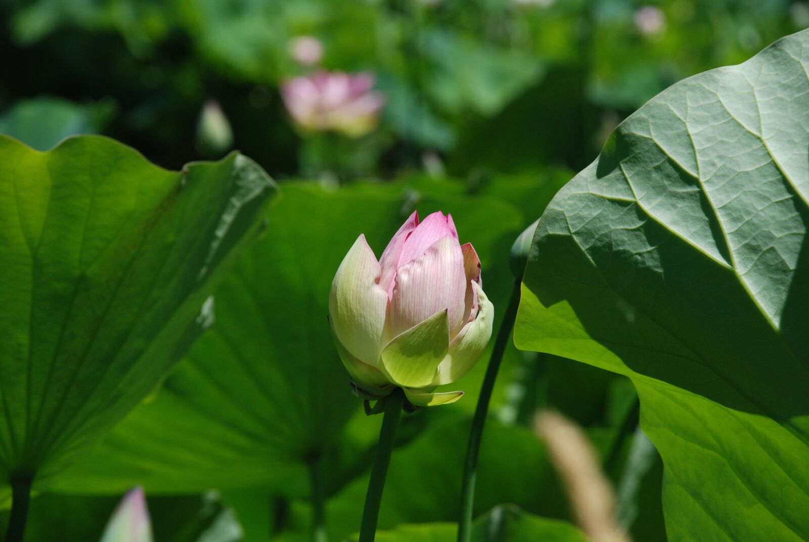 Nikon D80 sample photo. Lotus, lotus bud, lotus photography