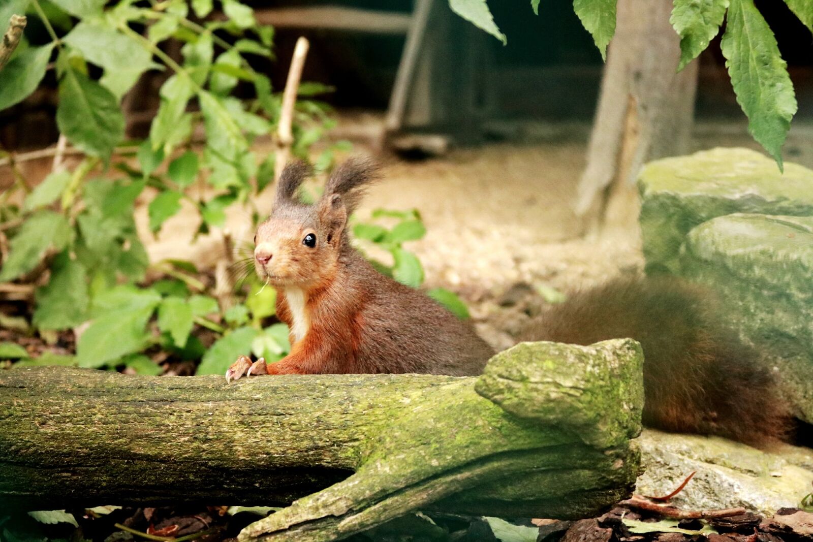 Canon EOS 750D (EOS Rebel T6i / EOS Kiss X8i) sample photo. Wood, nature, animal world photography
