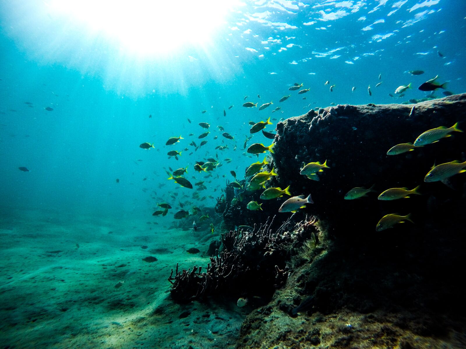 GoPro HERO4 Silver sample photo. Sea, fish, underwater photography