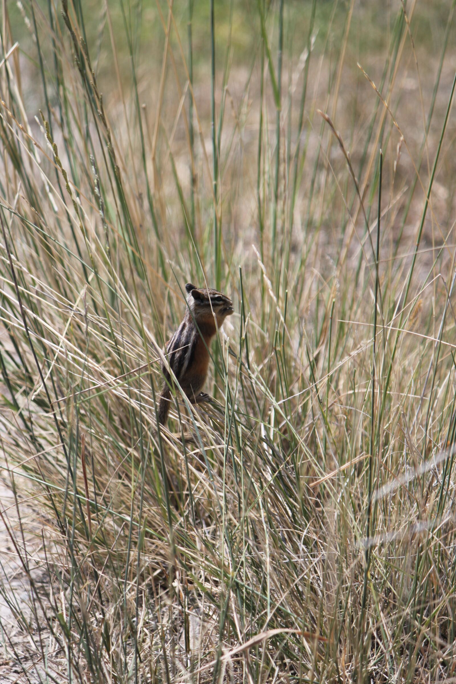 Canon EOS 500D (EOS Rebel T1i / EOS Kiss X3) sample photo. Animal, chipmunk, wildlife photography