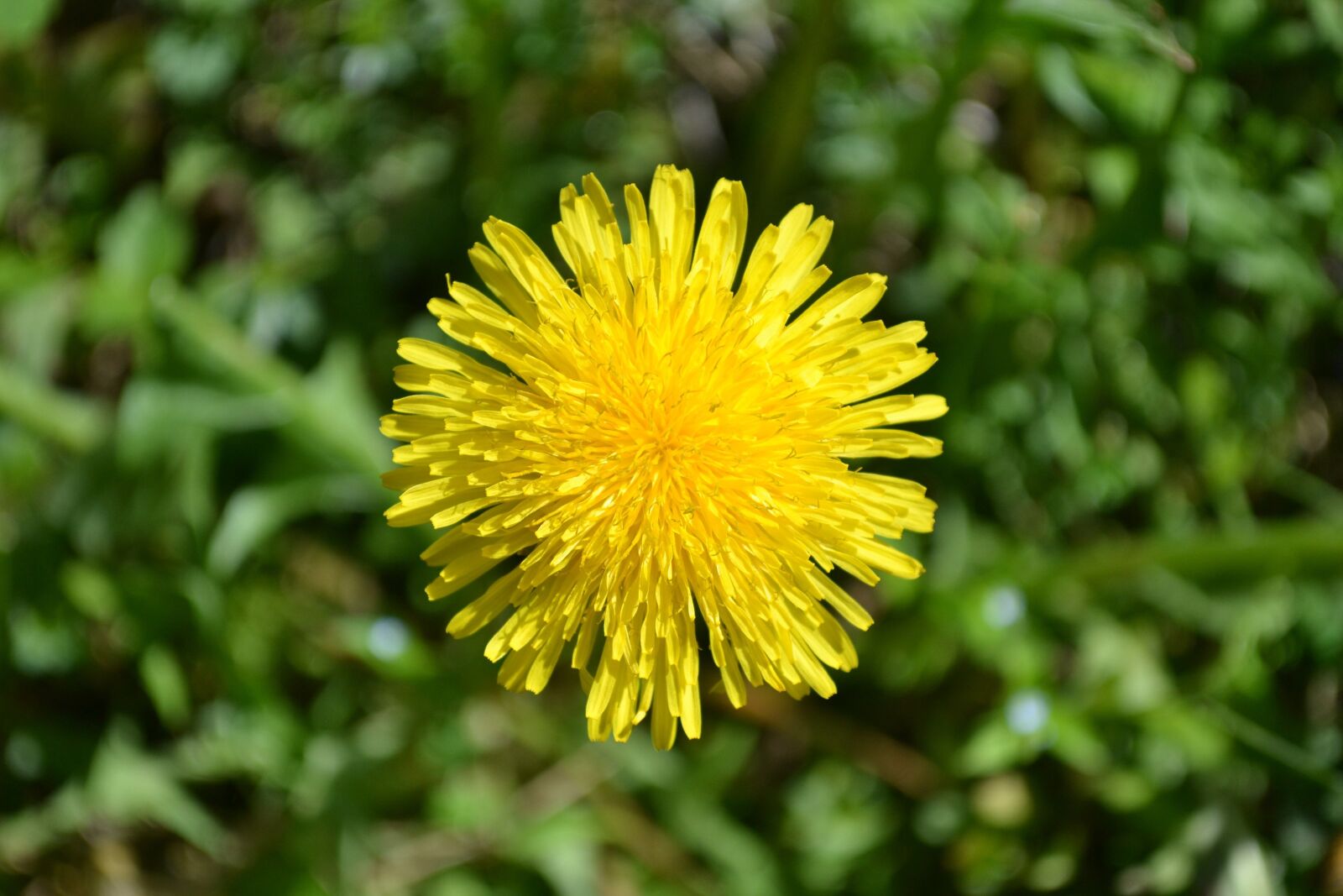Nikon D3100 sample photo. Dandelion, flower, garden photography