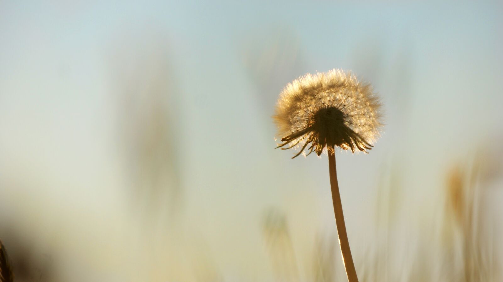 Sony Alpha DSLR-A300 sample photo. Dandelion, summer, weeds photography
