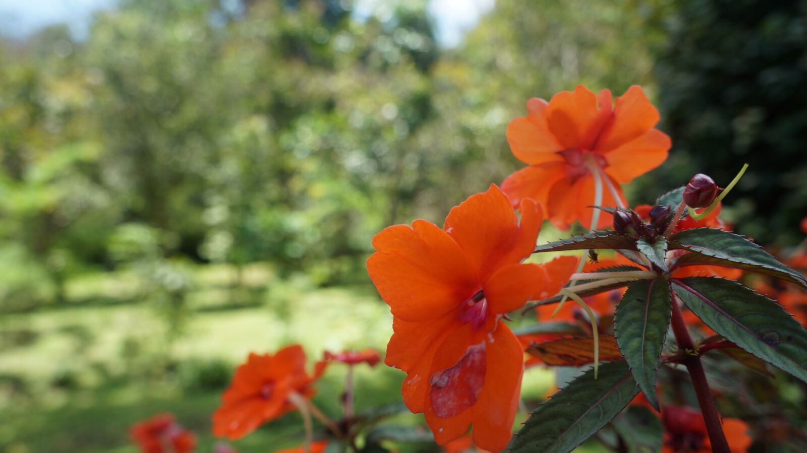 Sony Alpha a3000 + Sony E 18-55mm F3.5-5.6 OSS sample photo. Flowers, nature, flower photography
