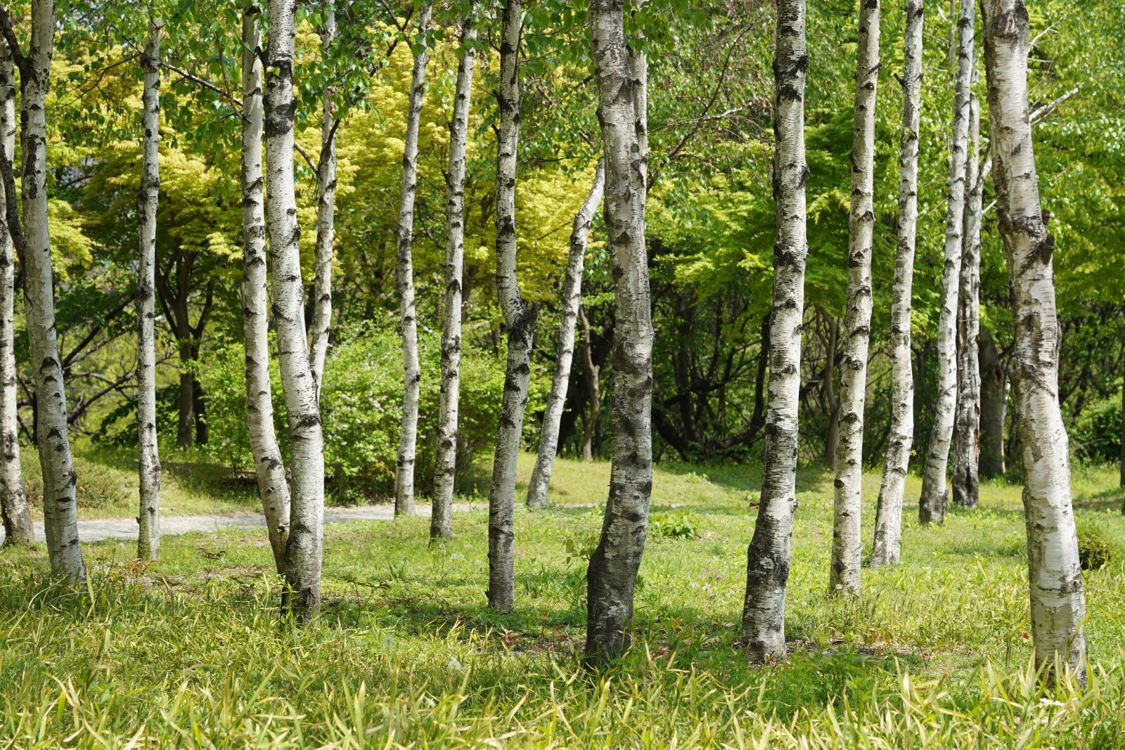 Sony FE 24-105mm F4 G OSS sample photo. Wood, in the forest photography