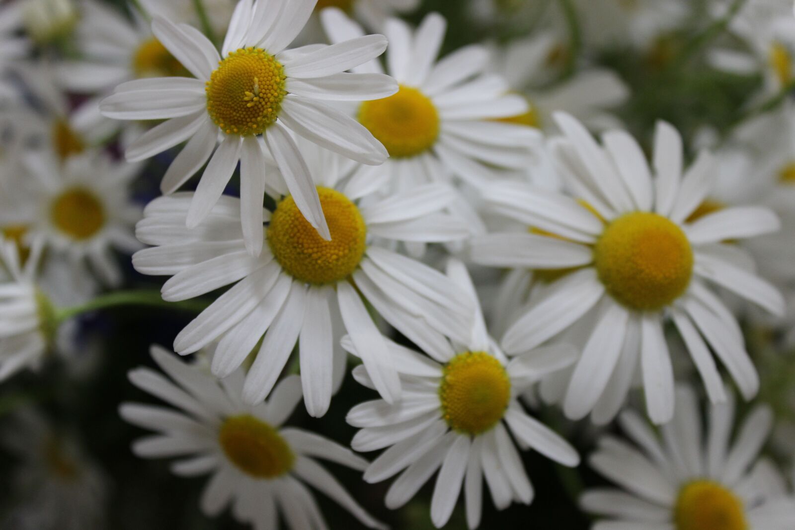 Canon EOS 600D (Rebel EOS T3i / EOS Kiss X5) sample photo. Flowers, meadow, spring photography