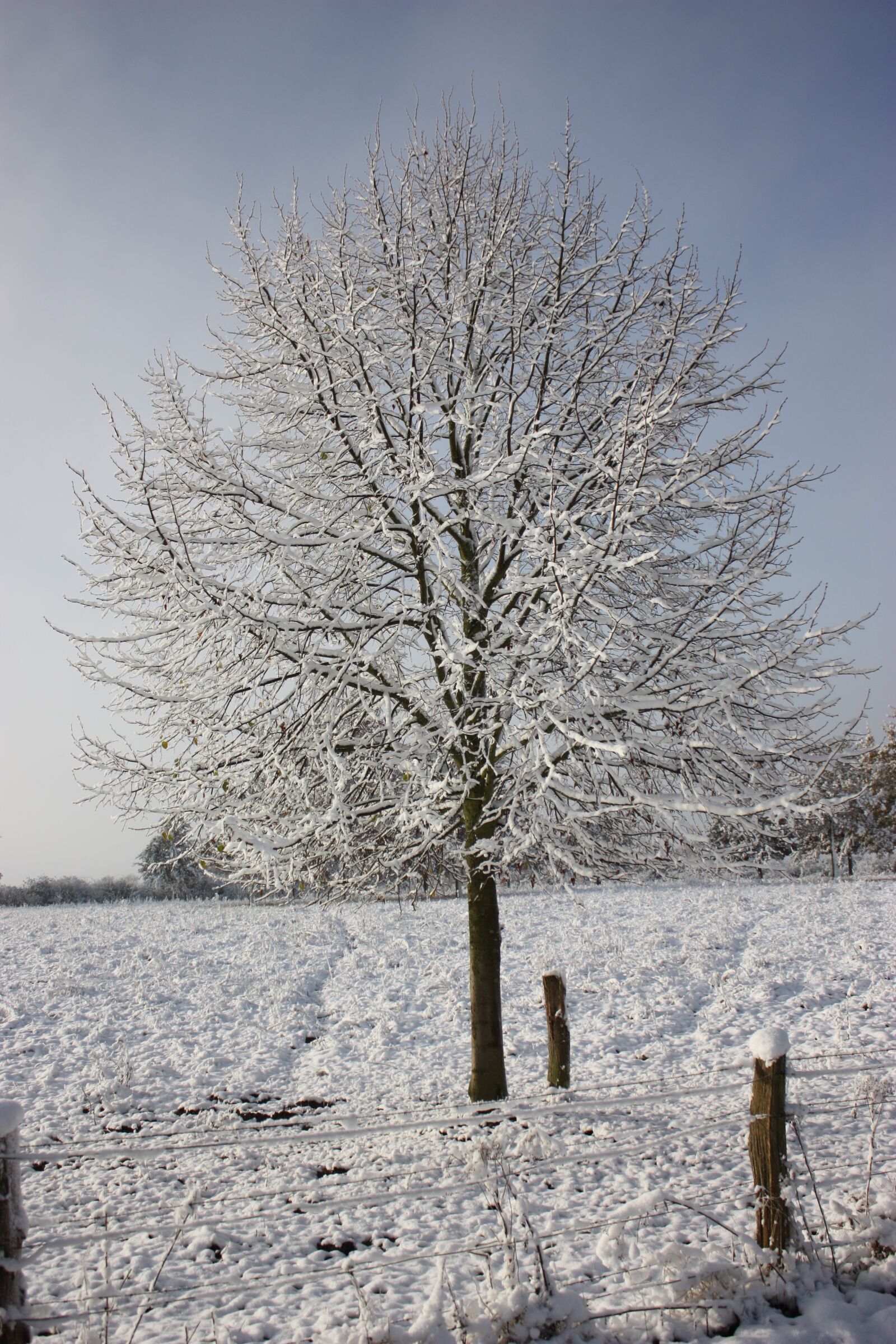 Canon EOS 450D (EOS Rebel XSi / EOS Kiss X2) sample photo. Winter picture, winter tree photography