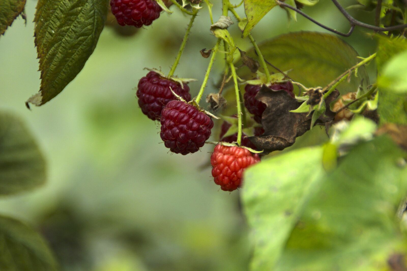 Canon EOS 600D (Rebel EOS T3i / EOS Kiss X5) sample photo. Fruit, nature, leaf photography