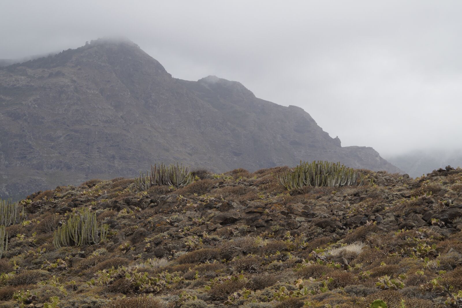 Sony SLT-A58 sample photo. Landscape, cactus, karg photography