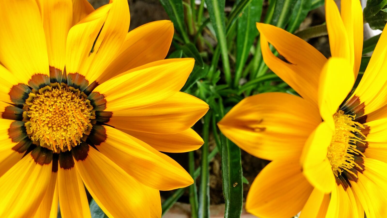Samsung Galaxy Note4 sample photo. Beautiful, beautiful, flowers, bloom photography