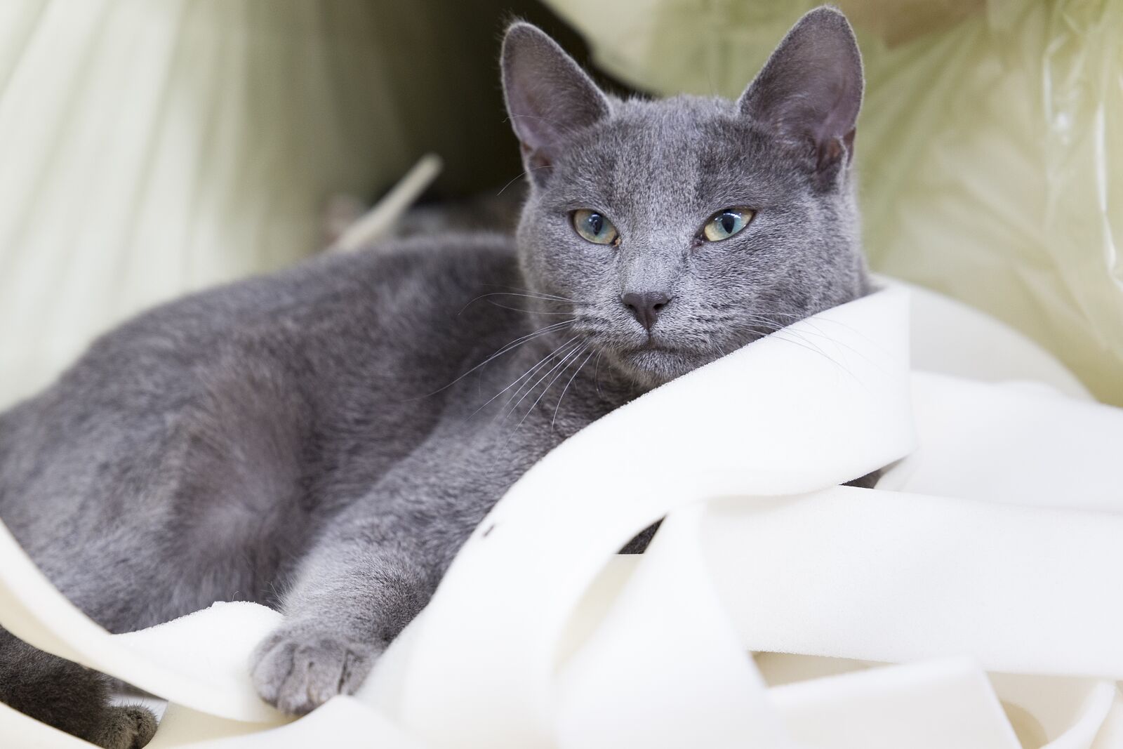 Canon EF 24-105mm F3.5-5.6 IS STM sample photo. Animal, cat, domestic photography