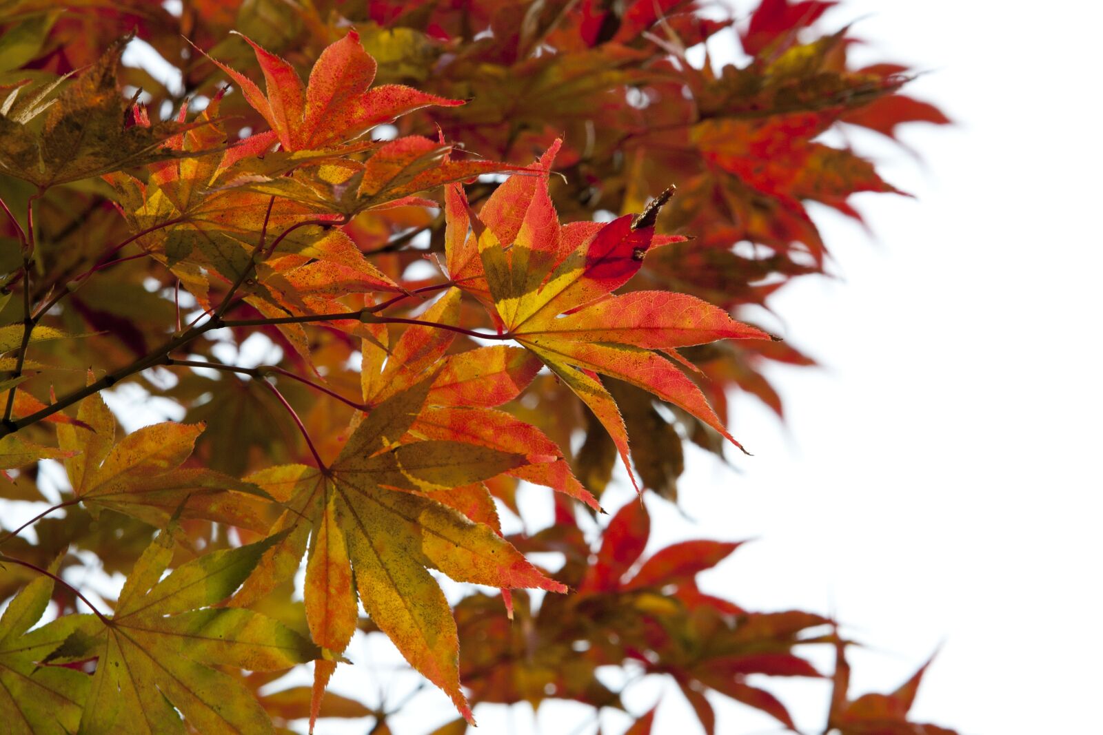 Canon EOS 5D sample photo. Autumn leaves, autumn, red photography