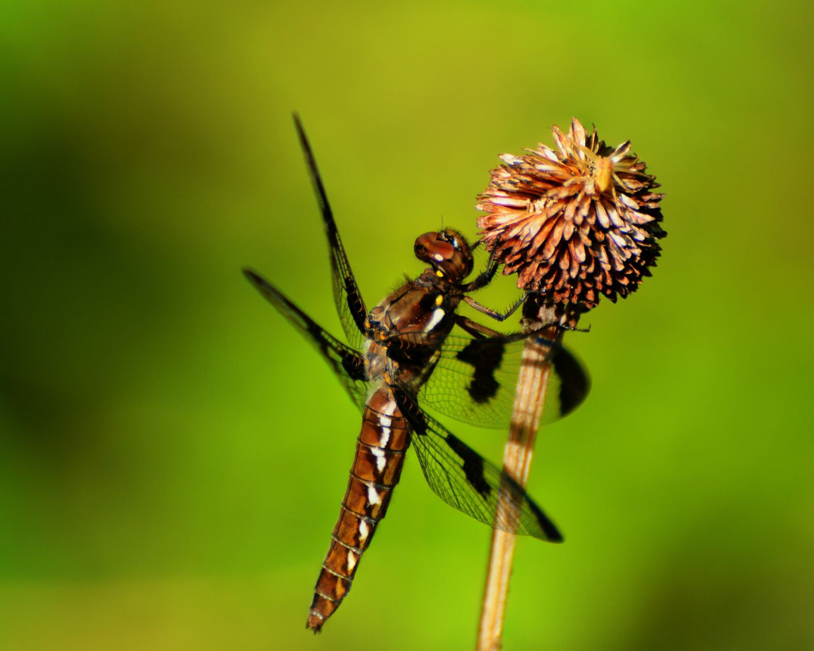Nikon D7000 sample photo. Dragonfly, insect, wings photography