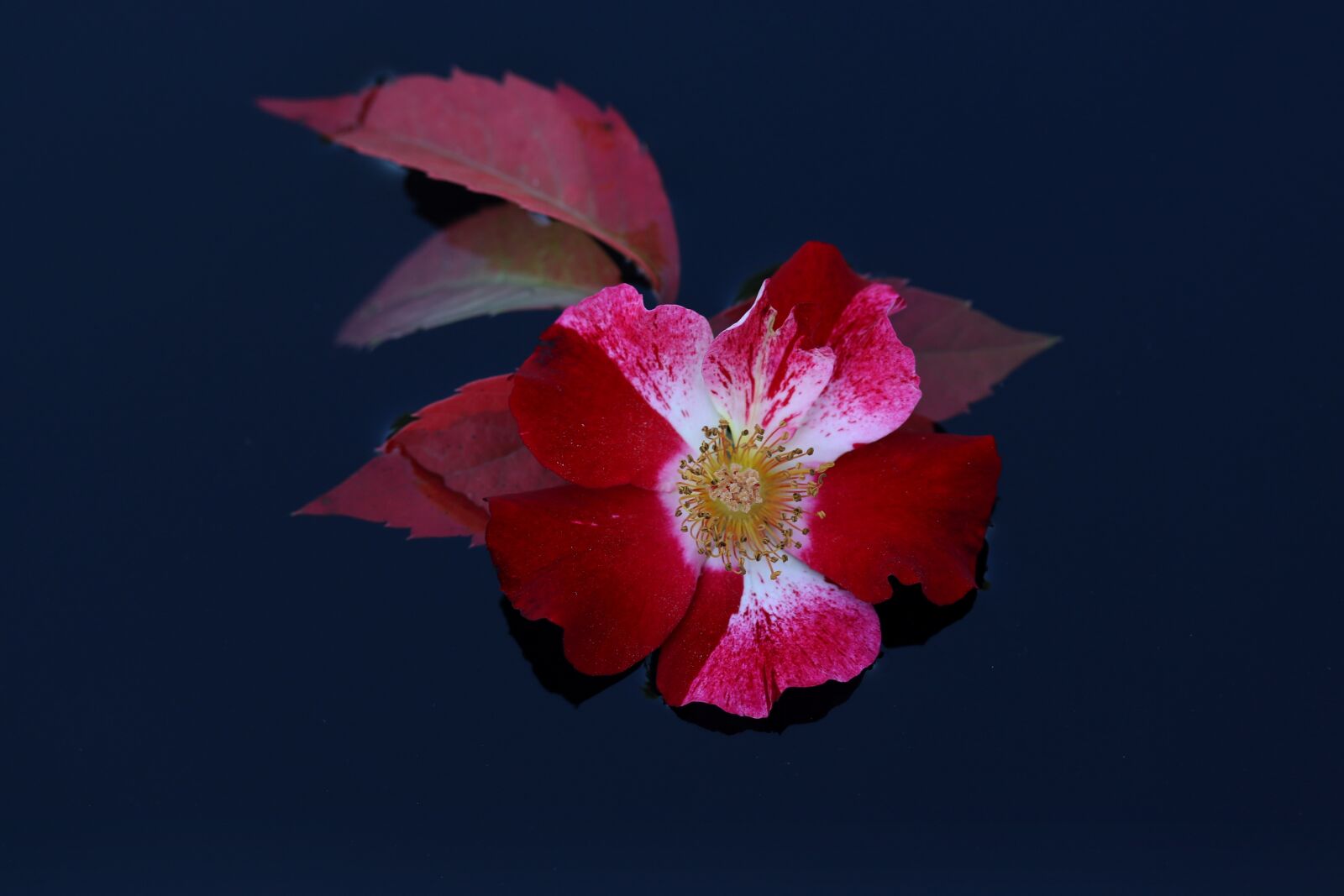 Canon EF-S 60mm F2.8 Macro USM sample photo. Rose, flower, red photography