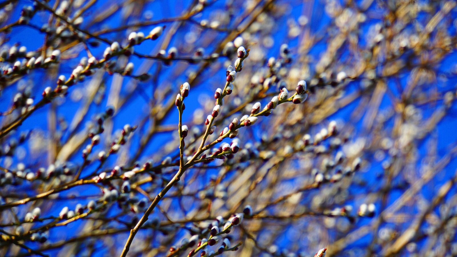 Sony E 18-200mm F3.5-6.3 OSS LE sample photo. Willow catkin, february, winter photography