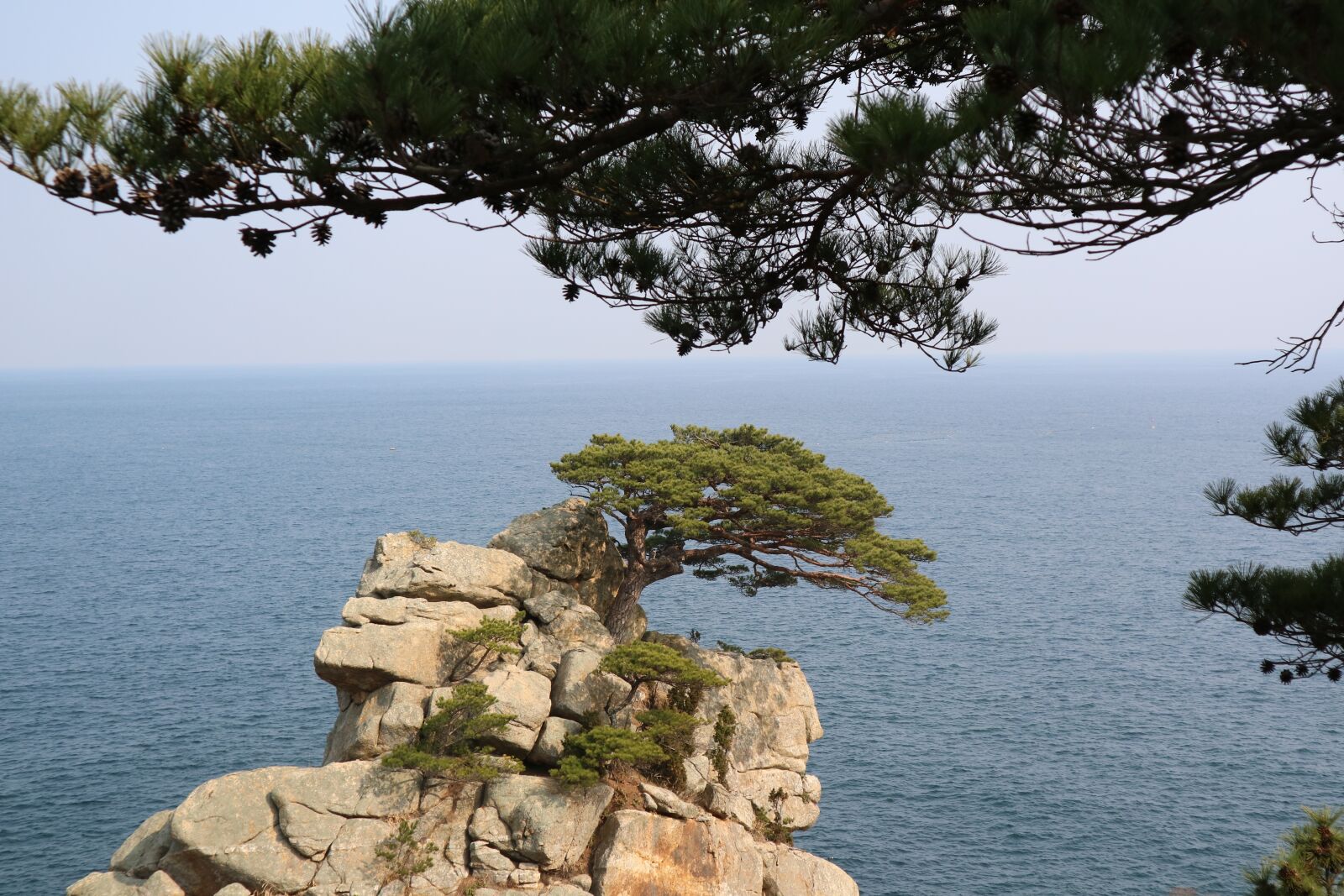 Canon EOS M3 sample photo. Pine, to see, sea photography