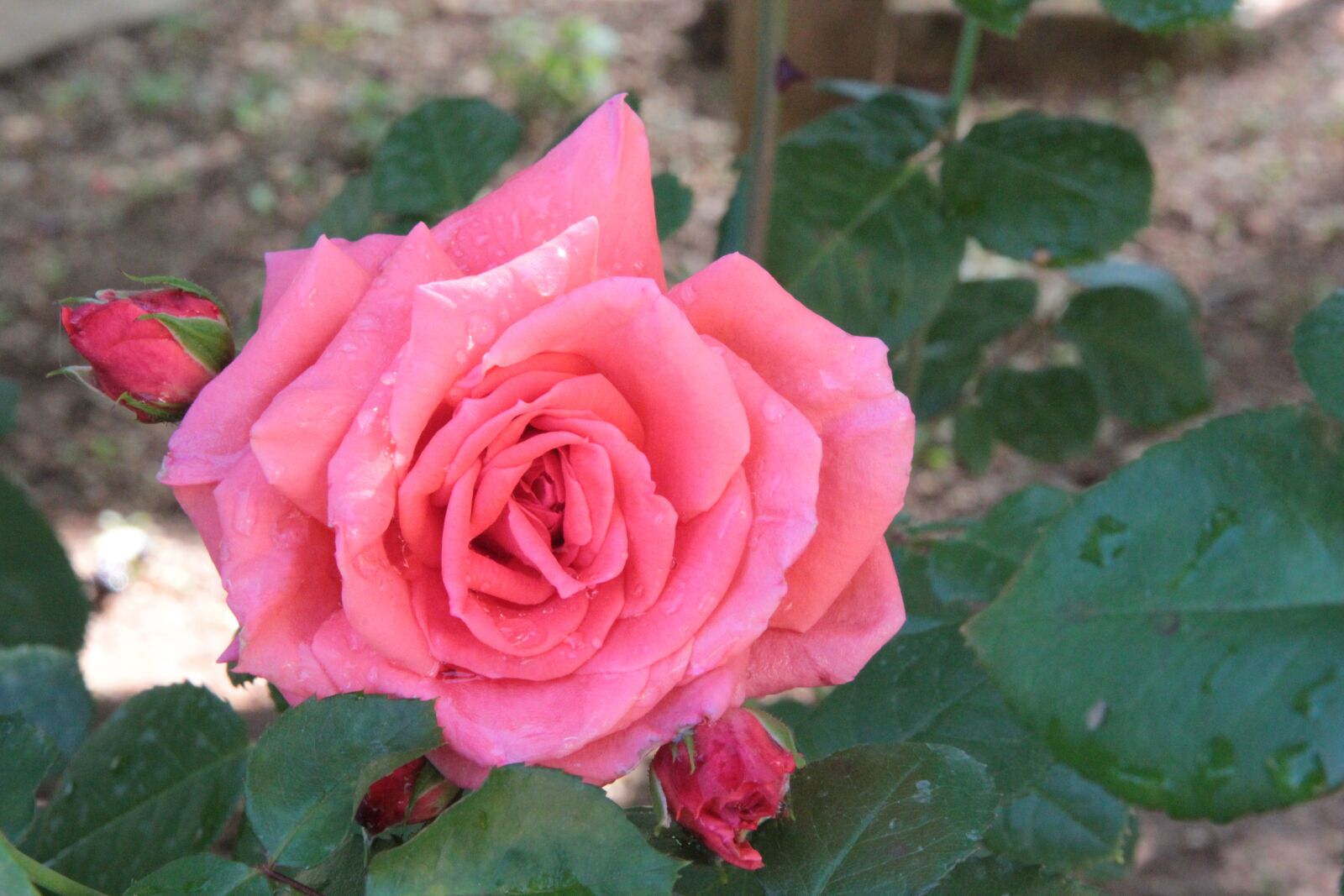 Canon EOS 550D (EOS Rebel T2i / EOS Kiss X4) sample photo. Rose, roses, flower photography