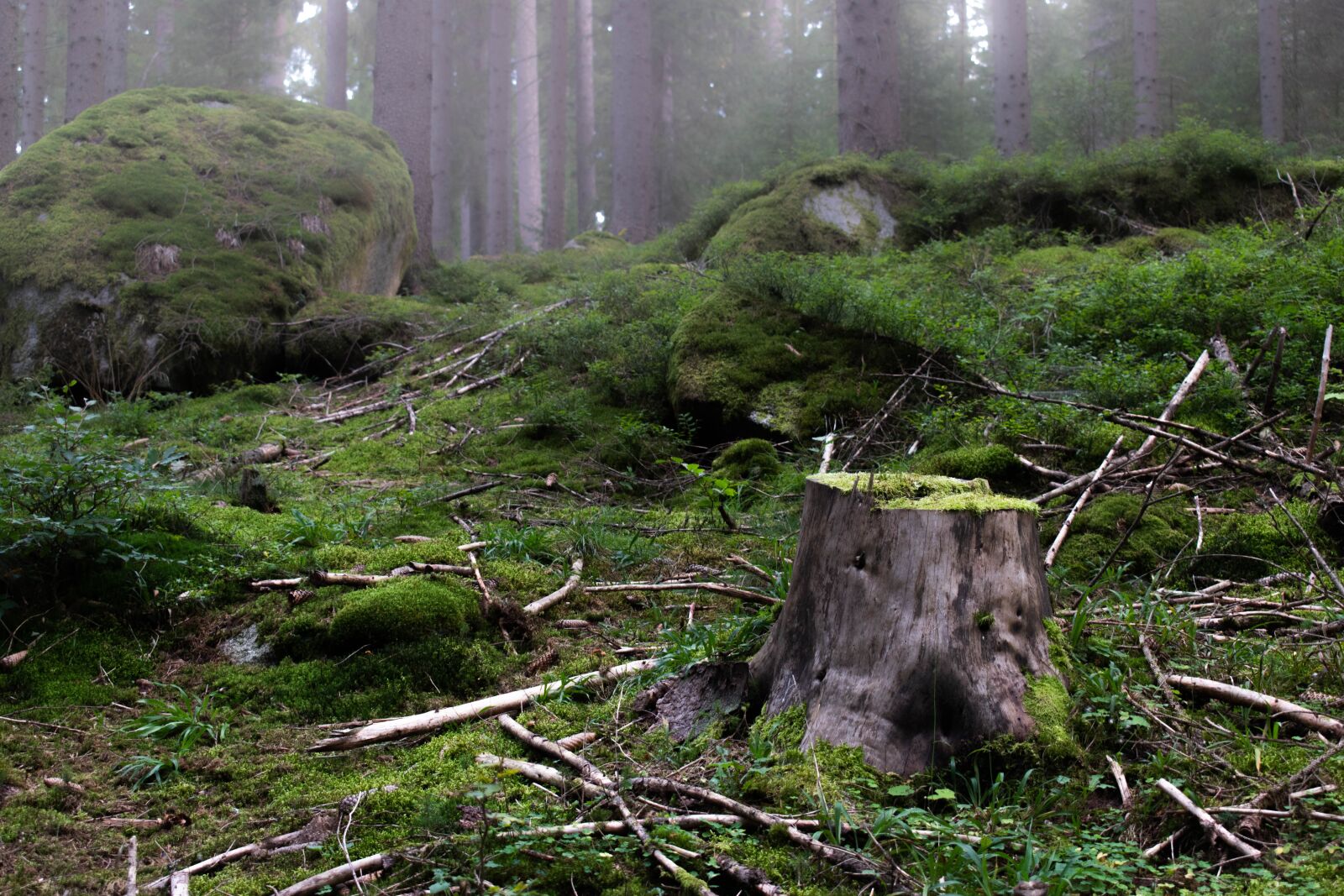 Nikon D3500 sample photo. Wood, fog, moss photography