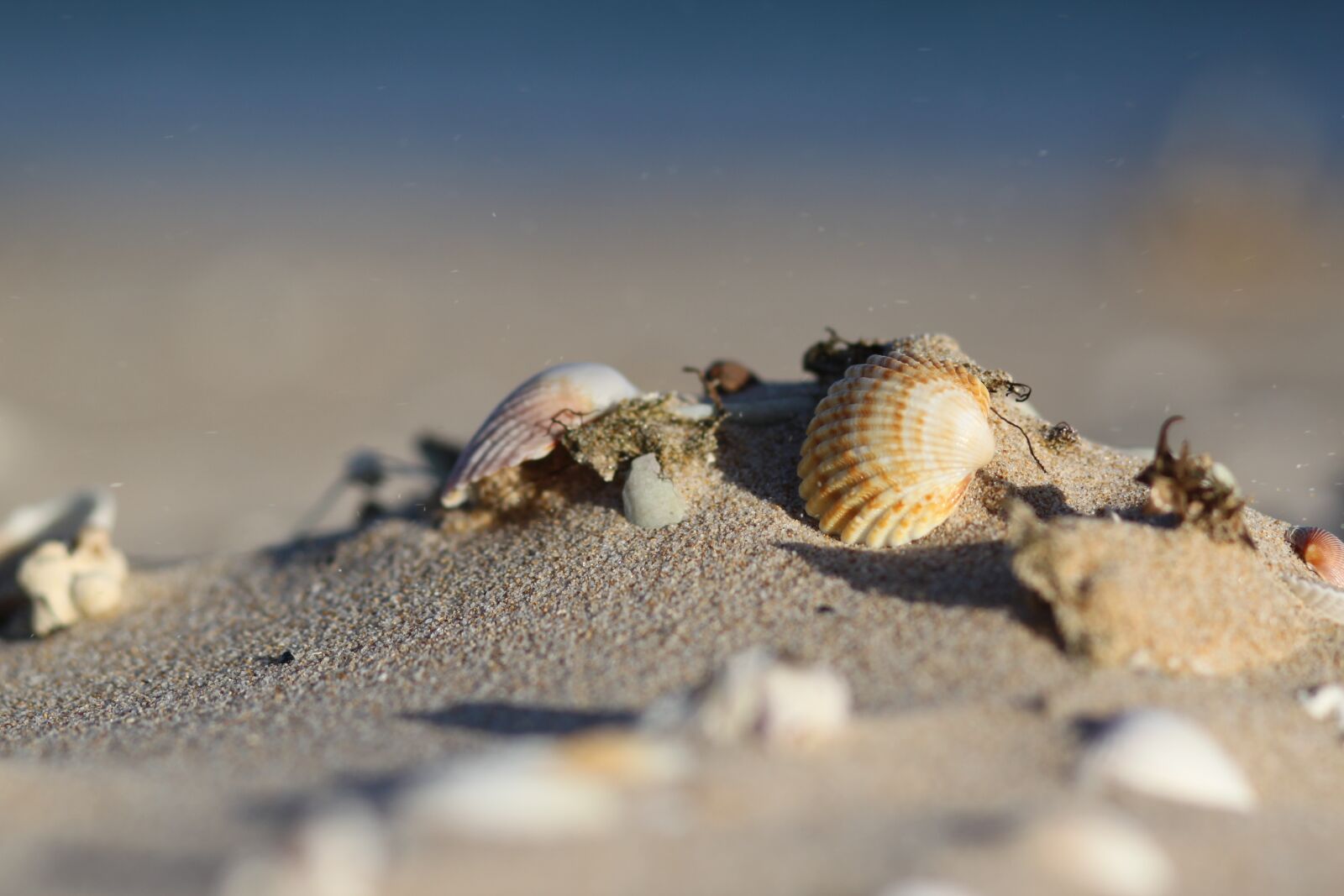 Canon EOS 500D (EOS Rebel T1i / EOS Kiss X3) sample photo. Sand, sea, shells photography