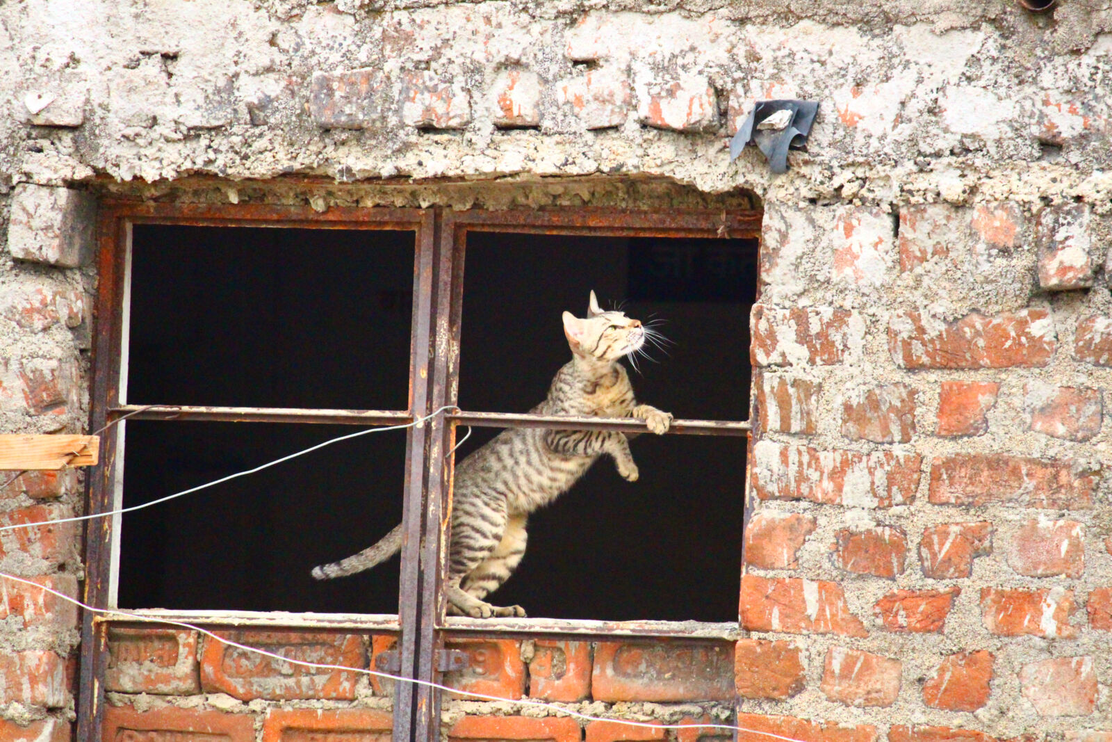 Canon EOS 700D (EOS Rebel T5i / EOS Kiss X7i) sample photo. Animal, cat, nature photography