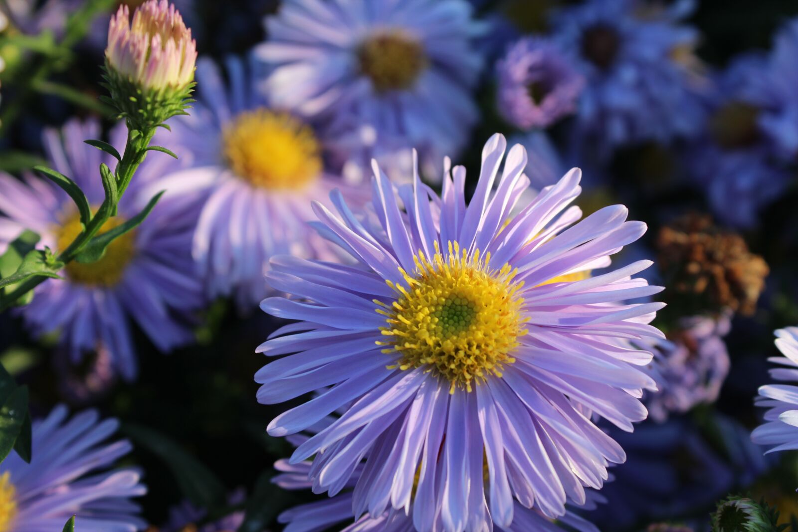 Canon EOS 600D (Rebel EOS T3i / EOS Kiss X5) sample photo. Flowers, garden, petals photography