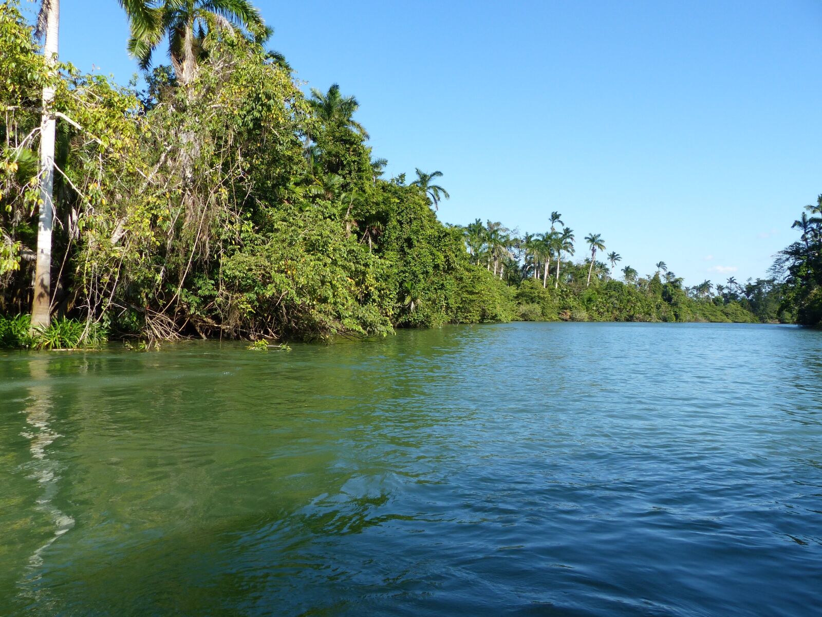 Panasonic Lumix DMC-FZ200 sample photo. Belize, river, rainforest photography