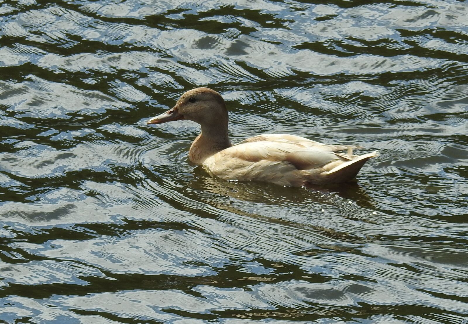 Nikon Coolpix P900 sample photo. Bird, waters, lake photography