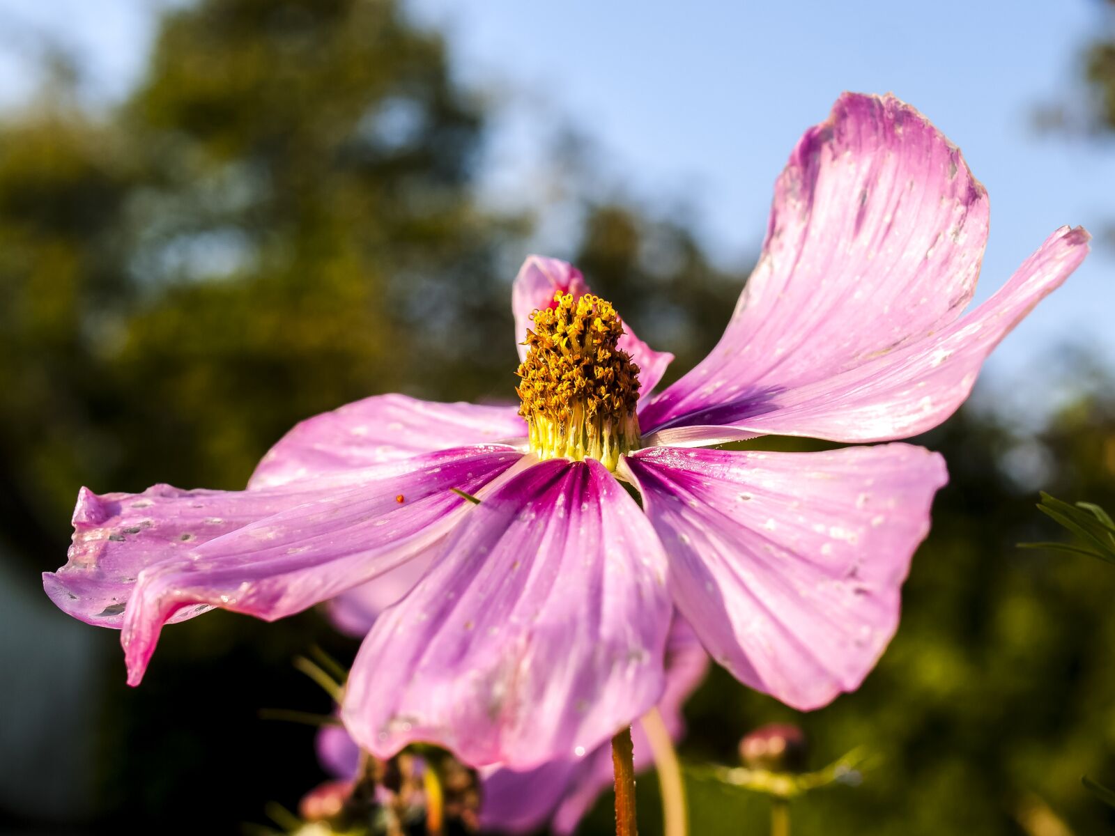 Olympus E-3 sample photo. Mallow, flower, plant photography