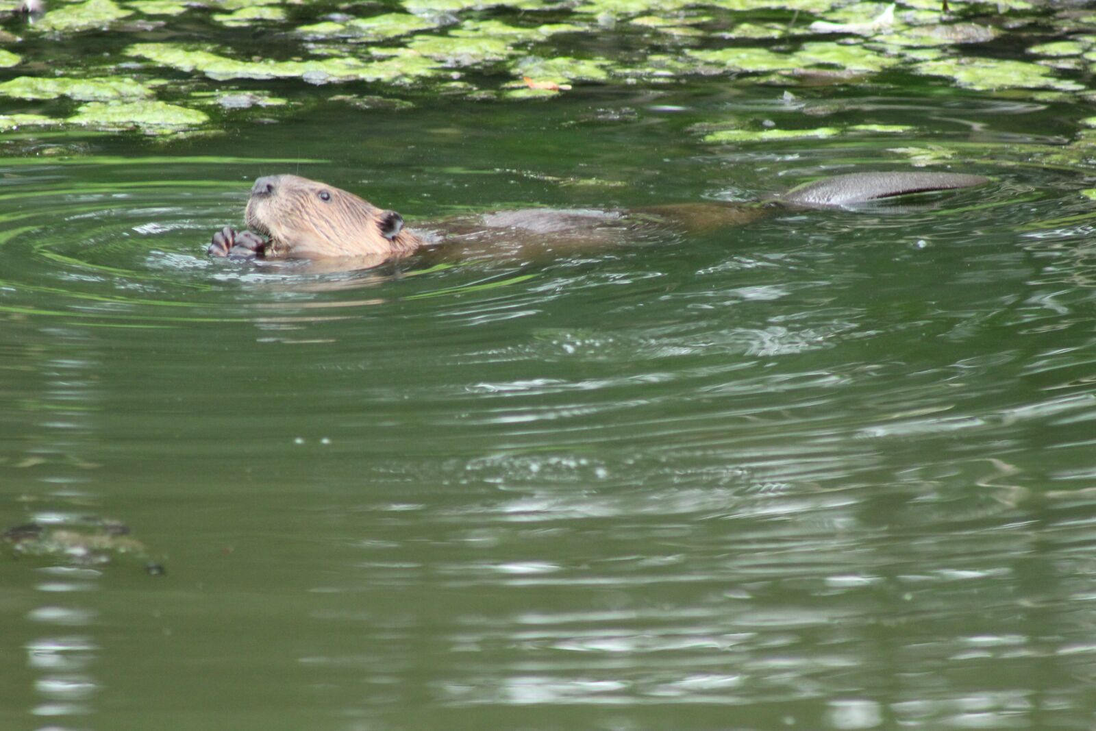 Canon EOS 1300D (EOS Rebel T6 / EOS Kiss X80) + Canon EF75-300mm f/4-5.6 sample photo. Otter, nature, water photography