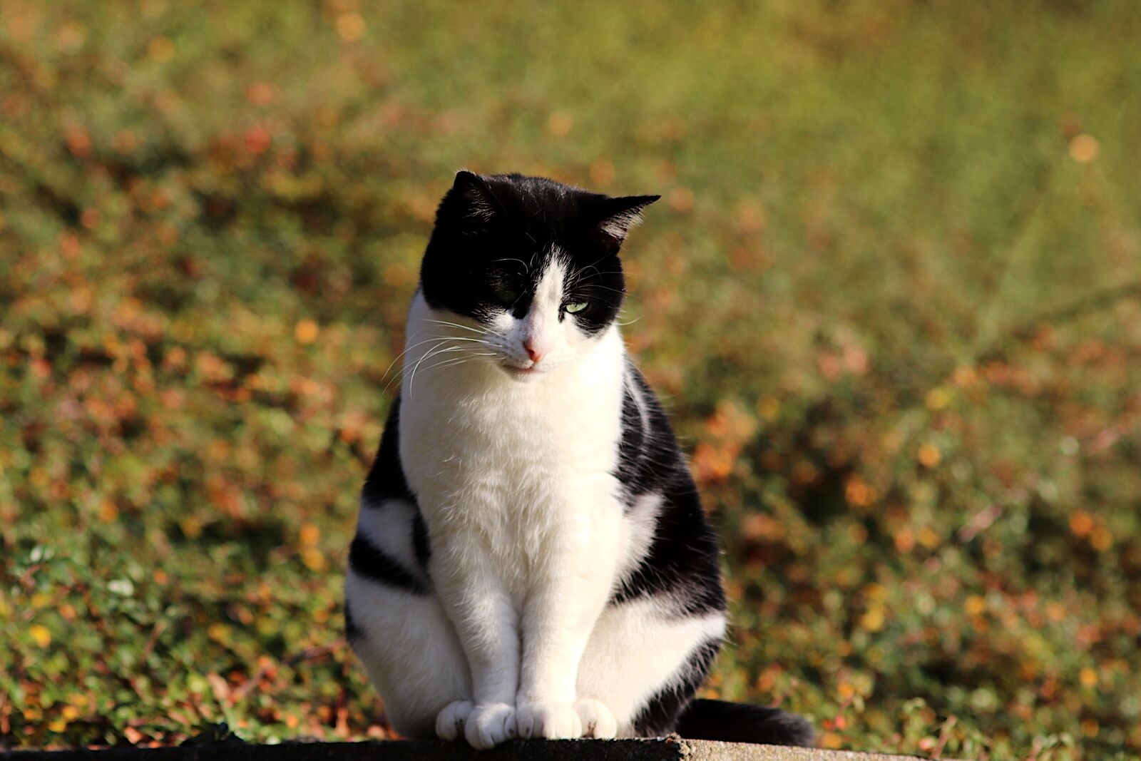 Canon EOS 800D (EOS Rebel T7i / EOS Kiss X9i) sample photo. Cats, felines, white and photography