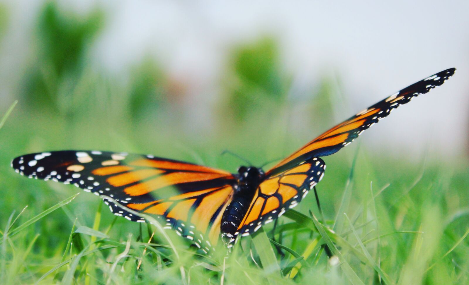 Canon EOS 1200D (EOS Rebel T5 / EOS Kiss X70 / EOS Hi) sample photo. Butterfly, orange, bright photography