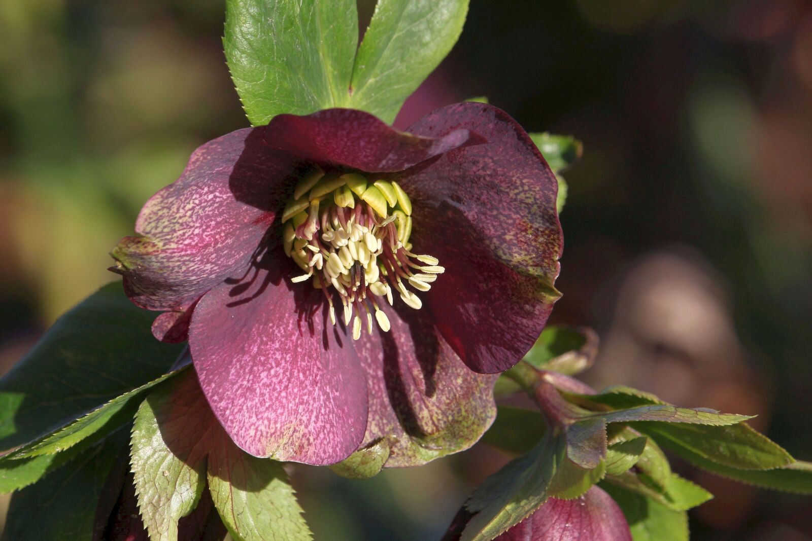 Canon EOS 60D + Canon EF-S 55-250mm F4-5.6 IS STM sample photo. Christmas rose, fr hlingsanfang photography