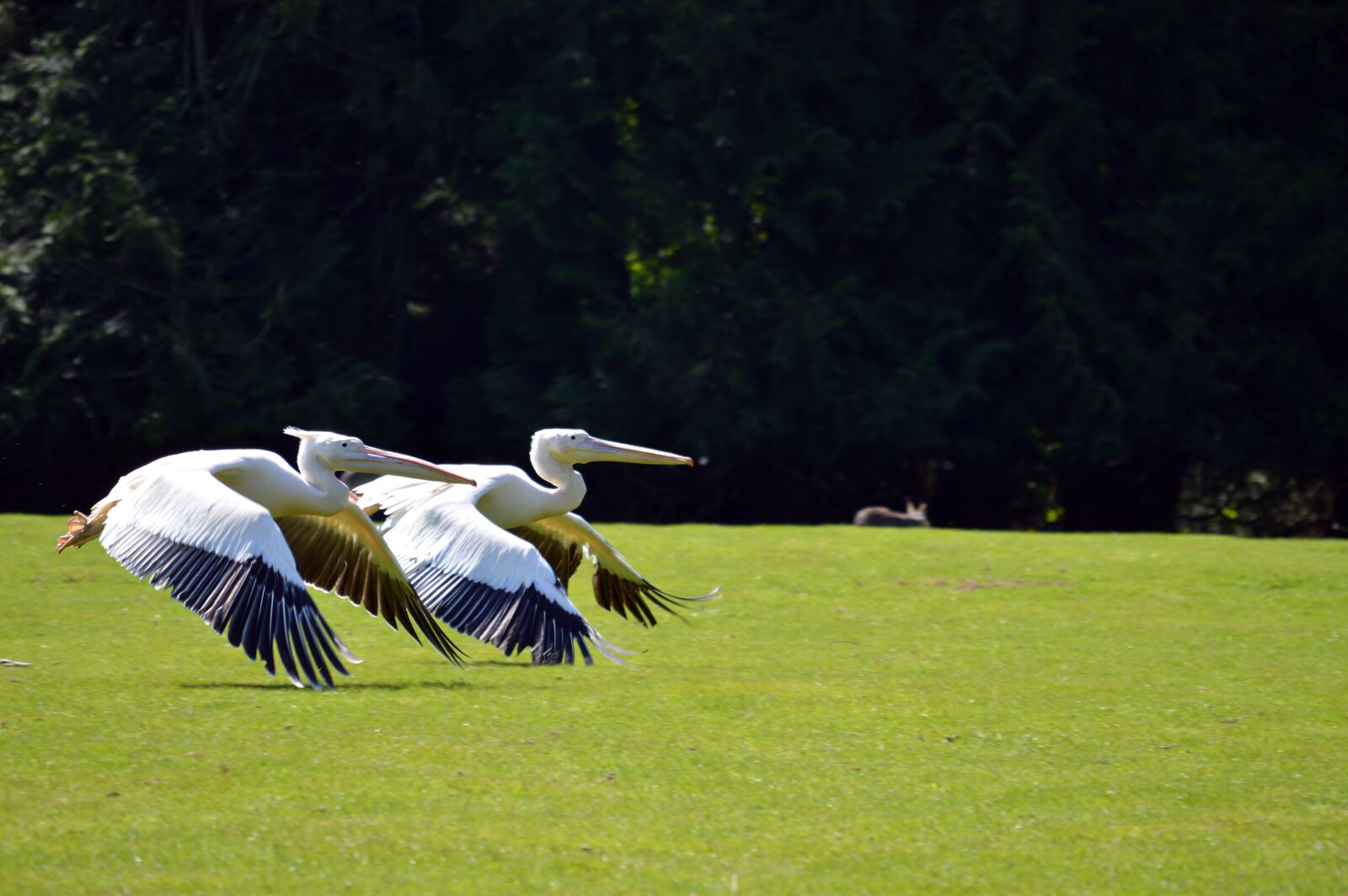 Nikon D3200 sample photo. Heron, bird, plumage photography