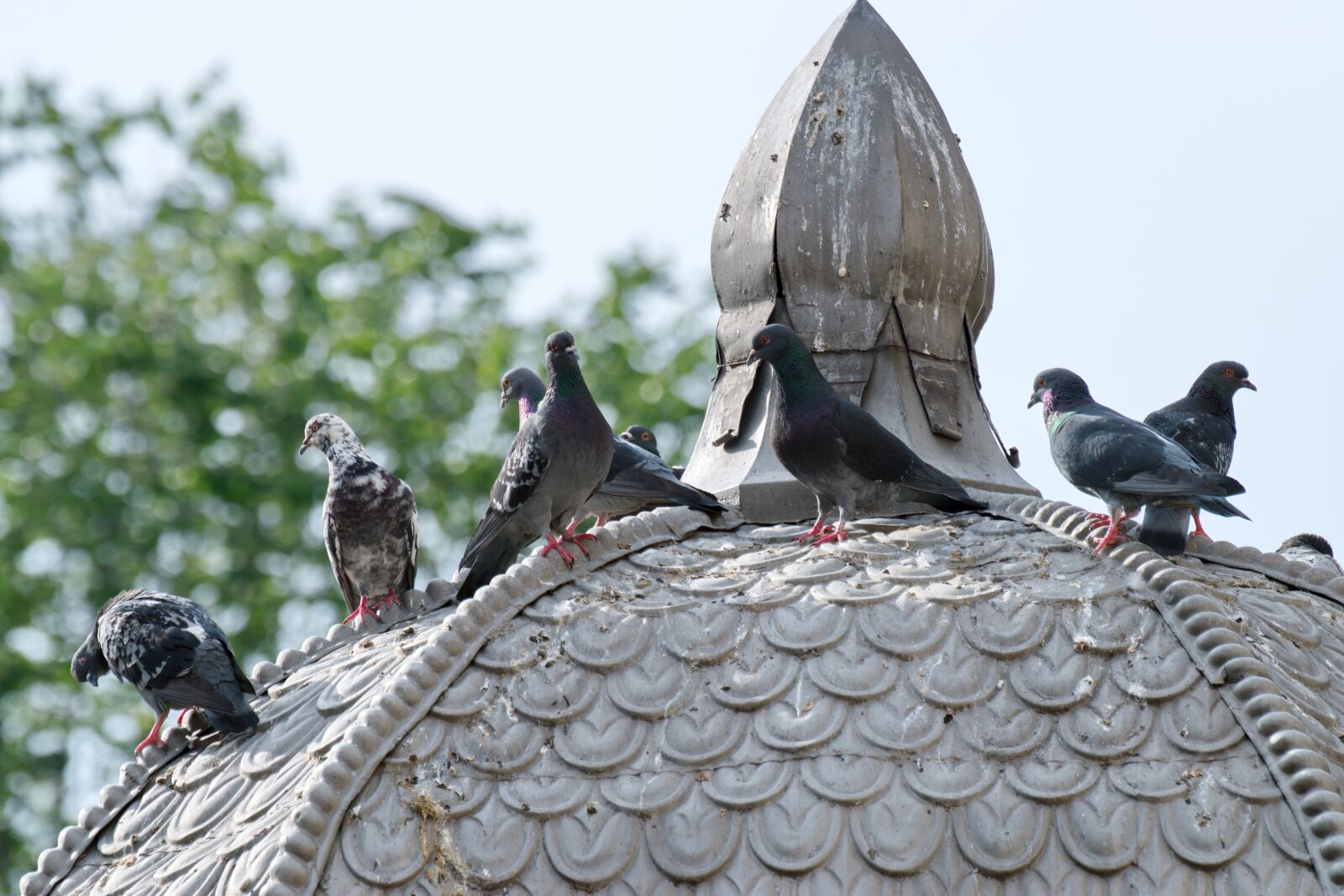 Nikon D5300 sample photo. Birds, pigeons, sitting photography
