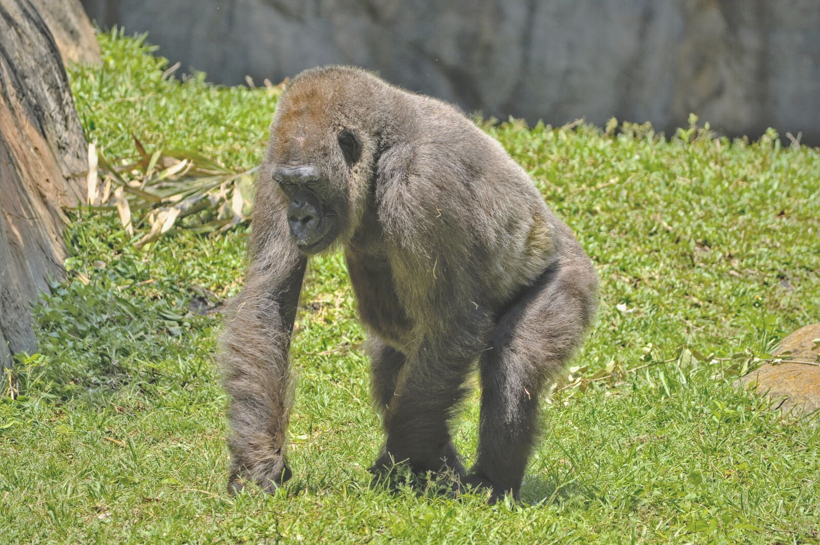 Nikon D5000 sample photo. Gorilla, mammal, animal photography