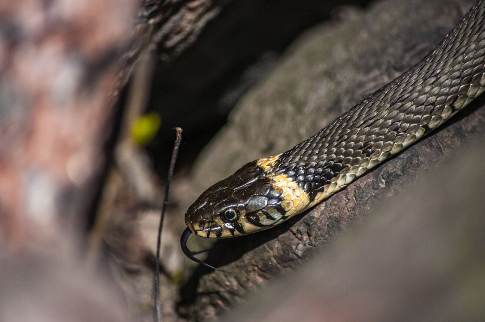 Nikon D5000 sample photo. Grass snake, snake, animal photography