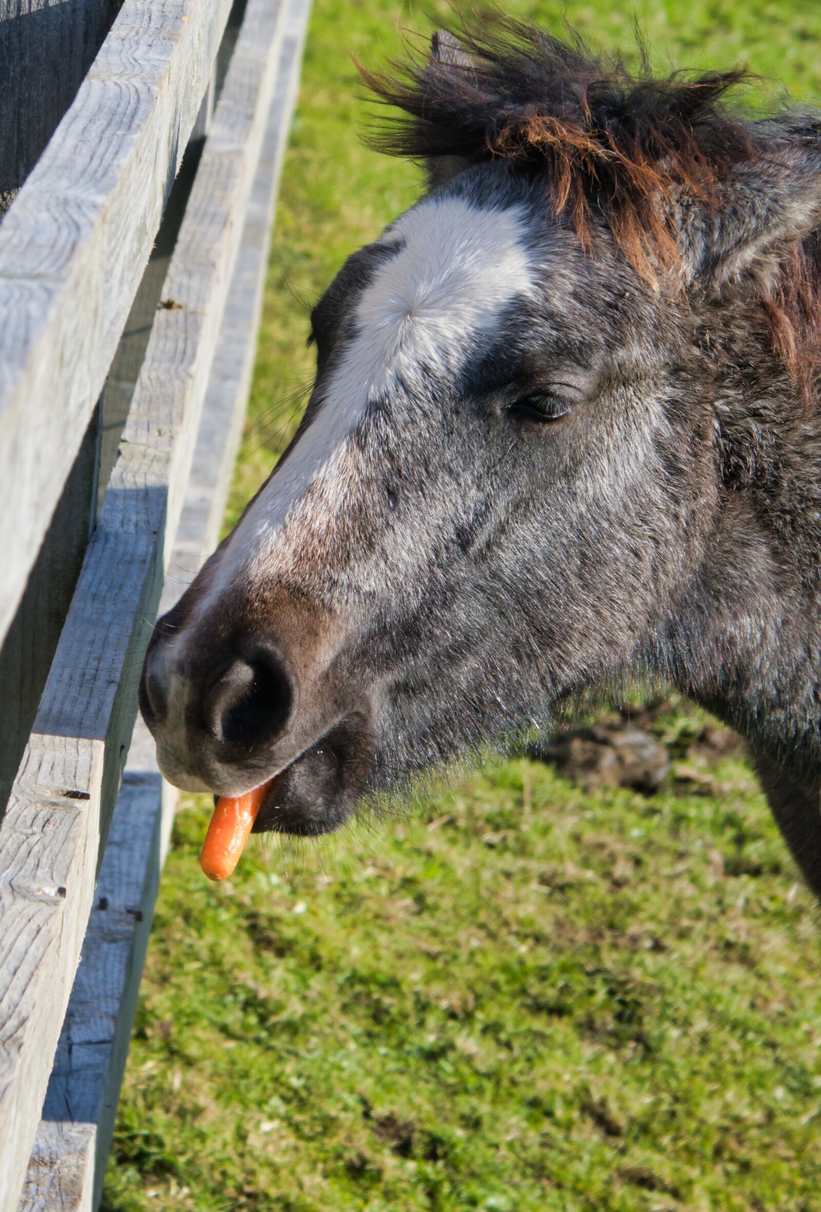 Canon PowerShot G3 X sample photo. Connemara, horse, carrot photography