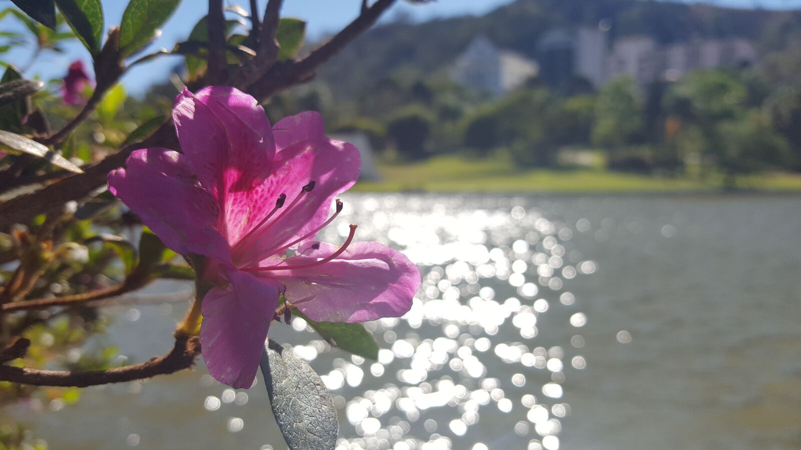 Samsung Galaxy S6 sample photo. Flower, lake, sol photography